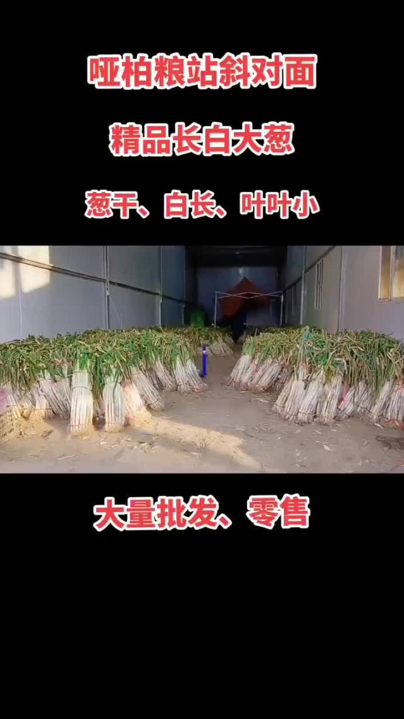 7万斤长白大葱现货