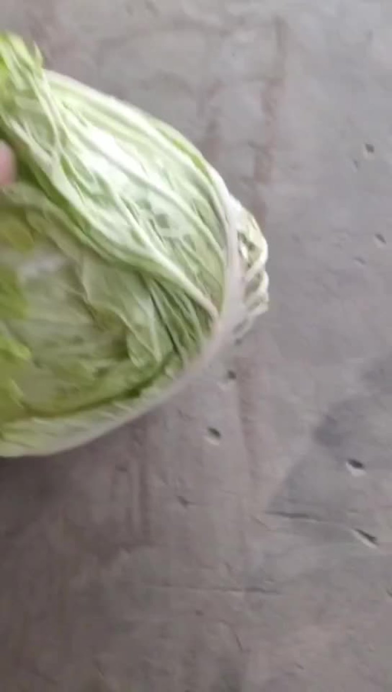 大白菜
