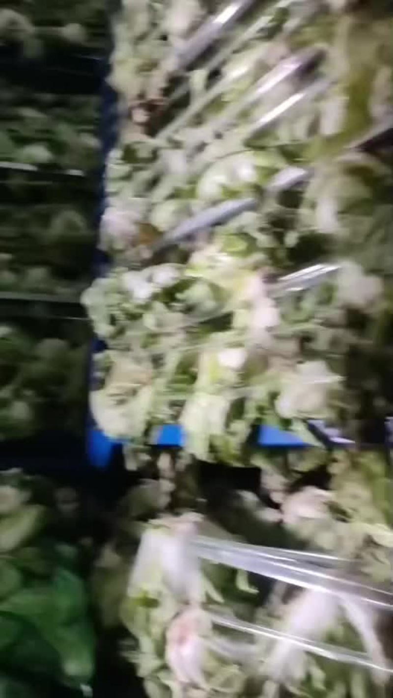 大白菜