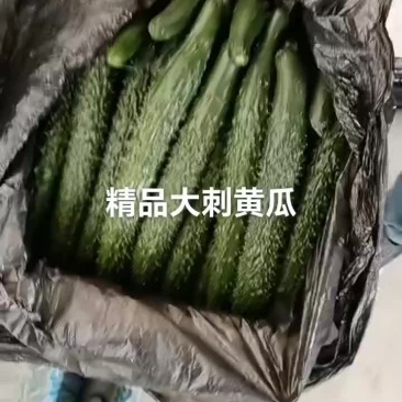 甘肃省白银市靖远县精品大刺黄瓜