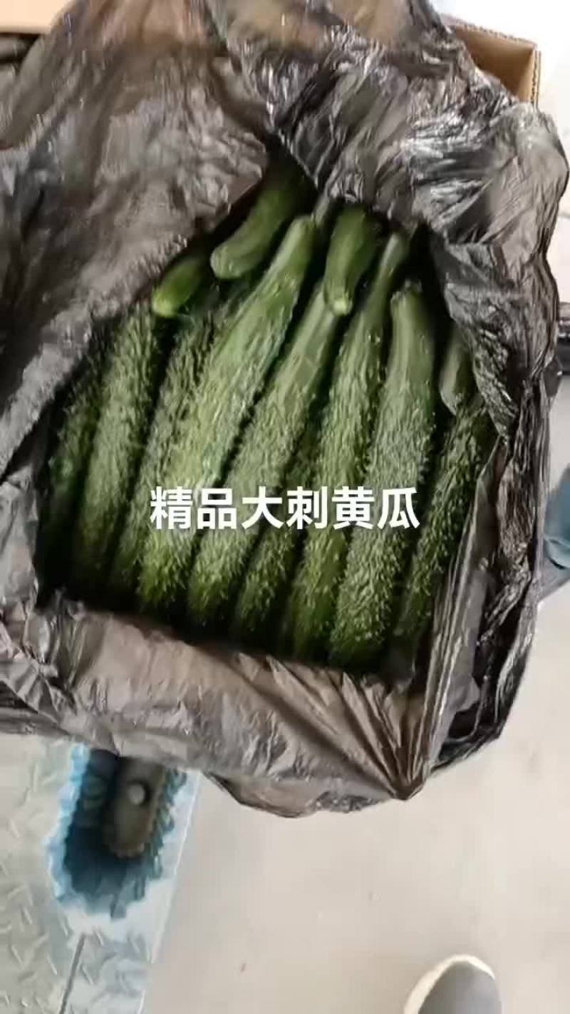 甘肃省白银市靖远县精品大刺黄瓜