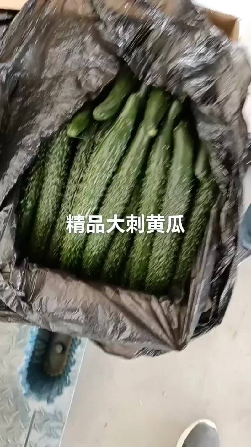 甘肃省白银市靖远县精品大刺黄瓜
