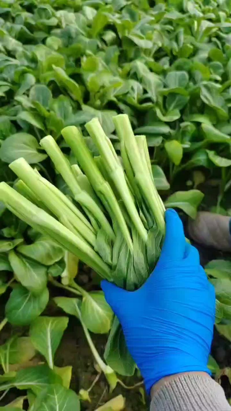 广东菜心
