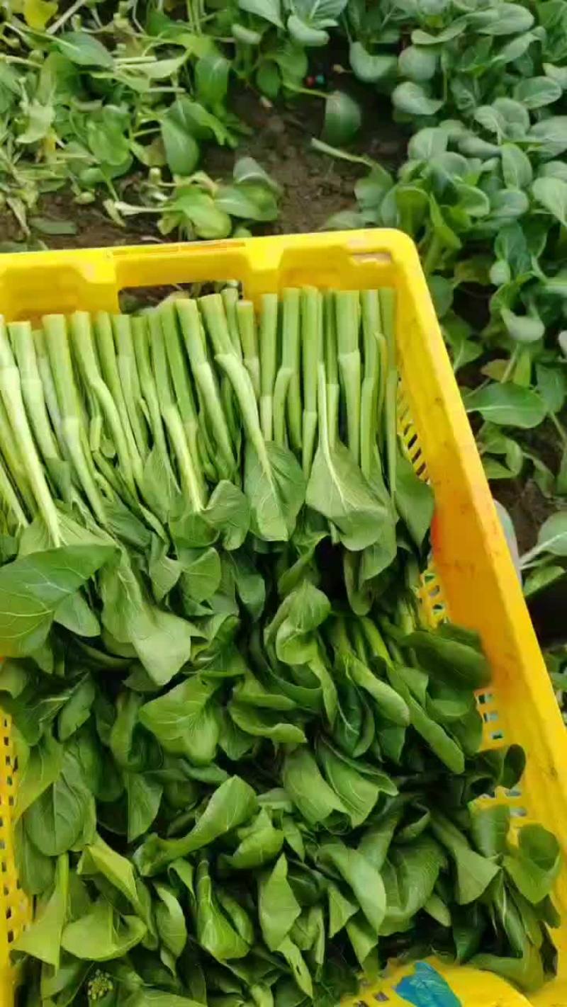 广东菜心