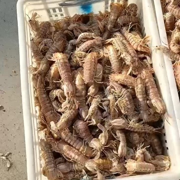 渤海湾海产