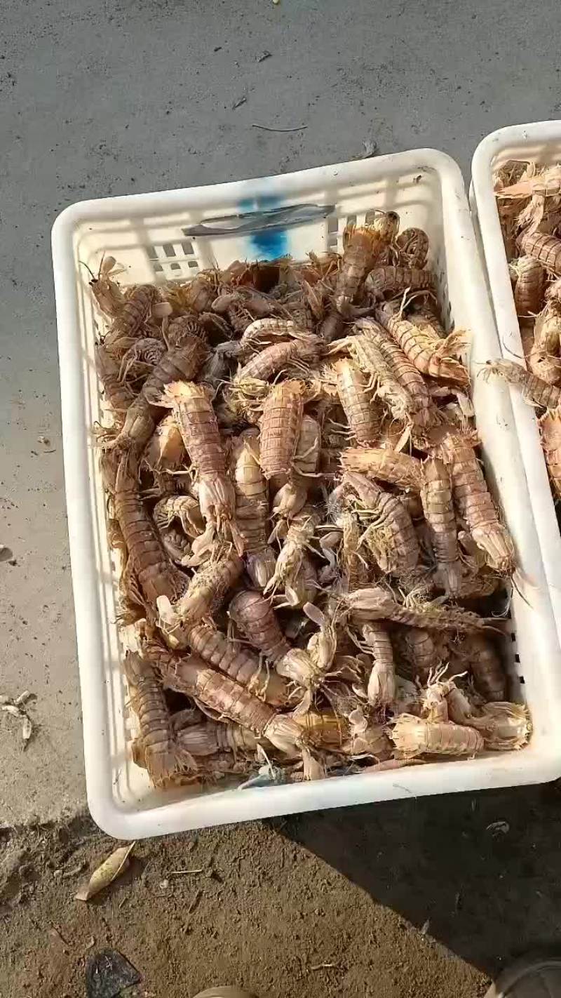 渤海湾海产