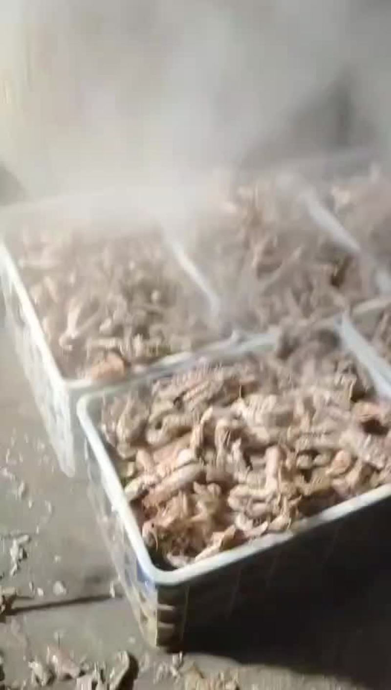 渤海湾海产