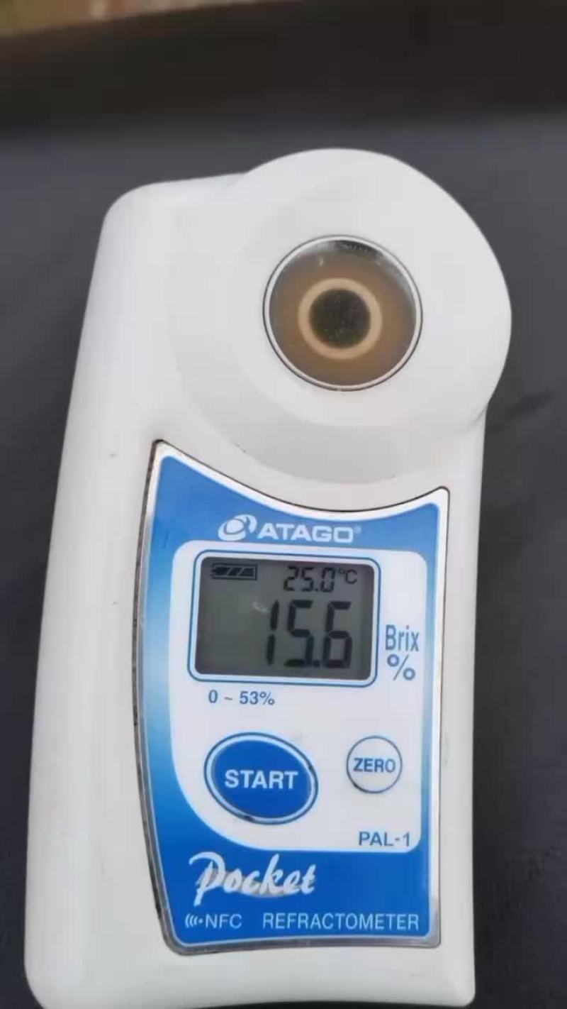 耙耙柑大量有货精品货