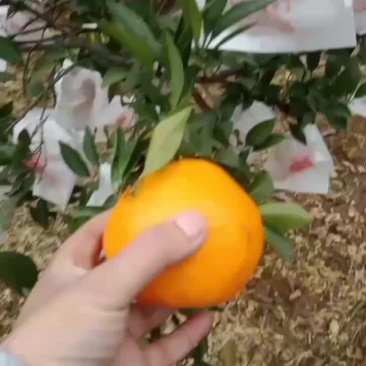 耙耙柑大量有货精品货