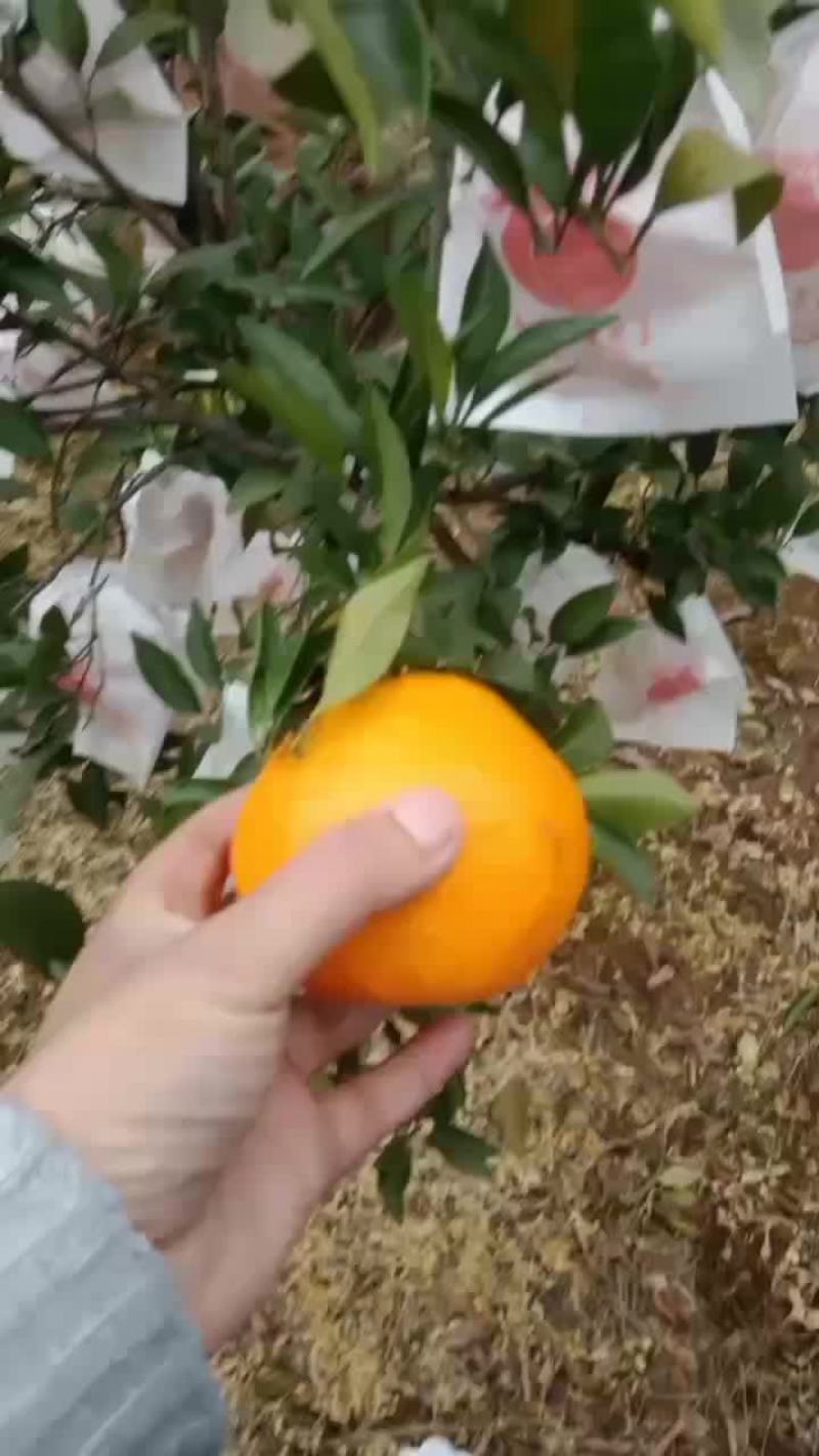 耙耙柑大量有货精品货