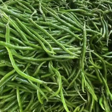 货源充足，现摘现发，质量保证