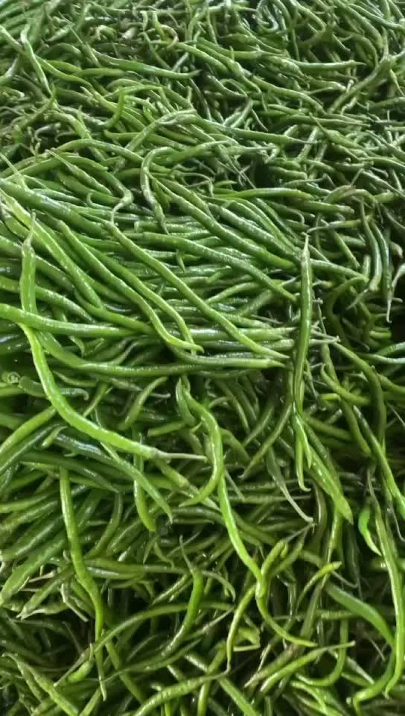 货源充足，现摘现发，质量保证