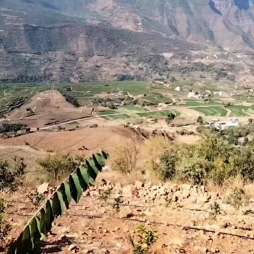 释迦果