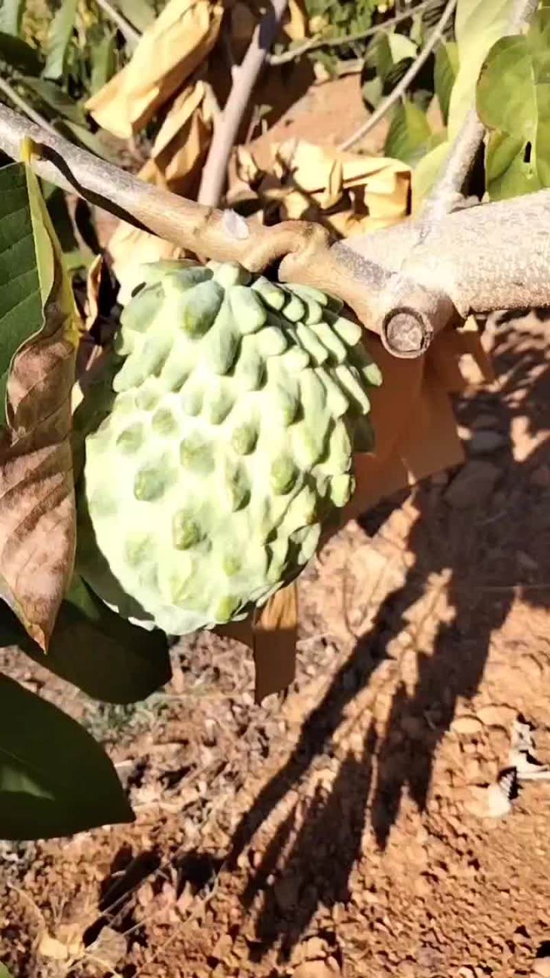 释迦果