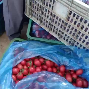 海南圣女果