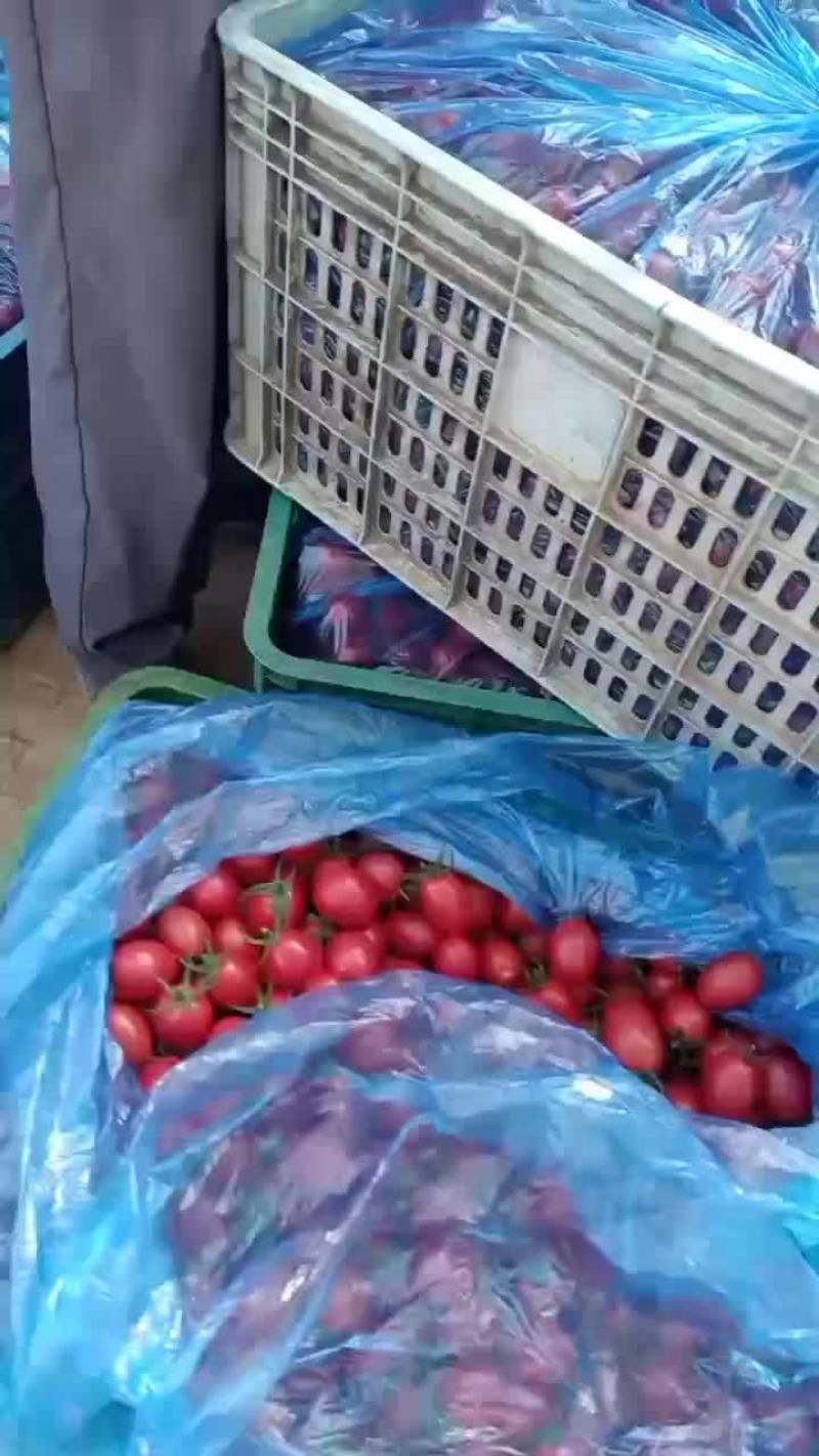 海南圣女果