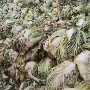 冻白菜大量有货