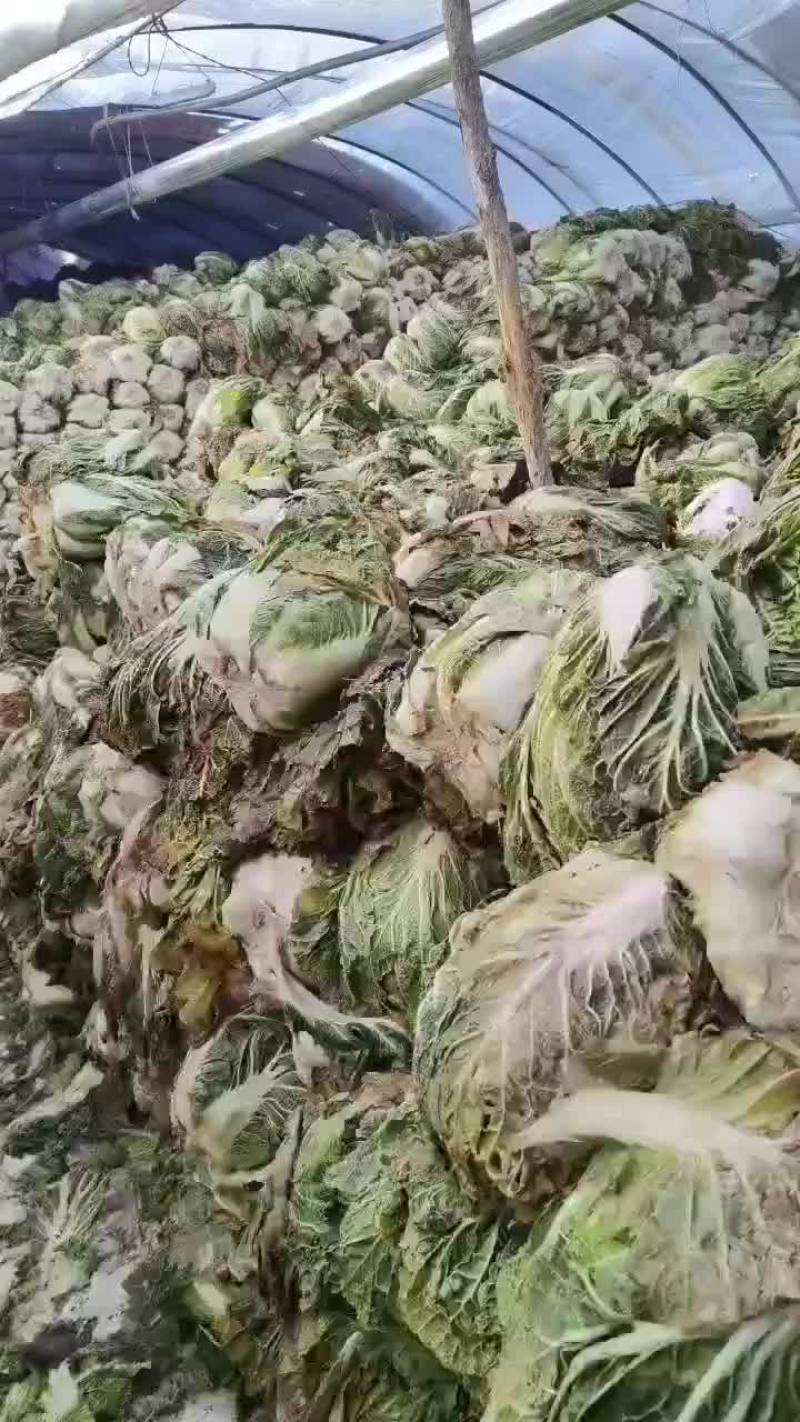 冻白菜大量有货