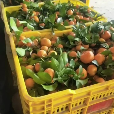 广西沙糖桔