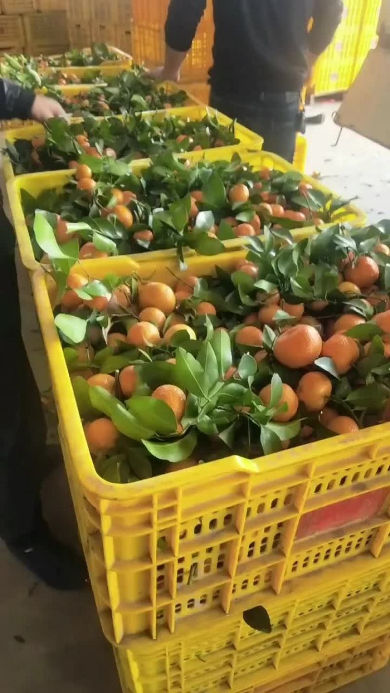 广西沙糖桔