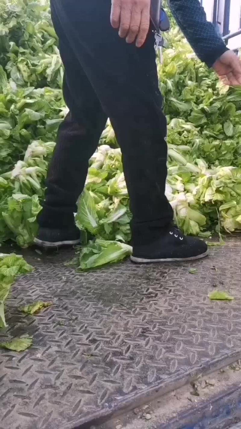 精品迟白菜