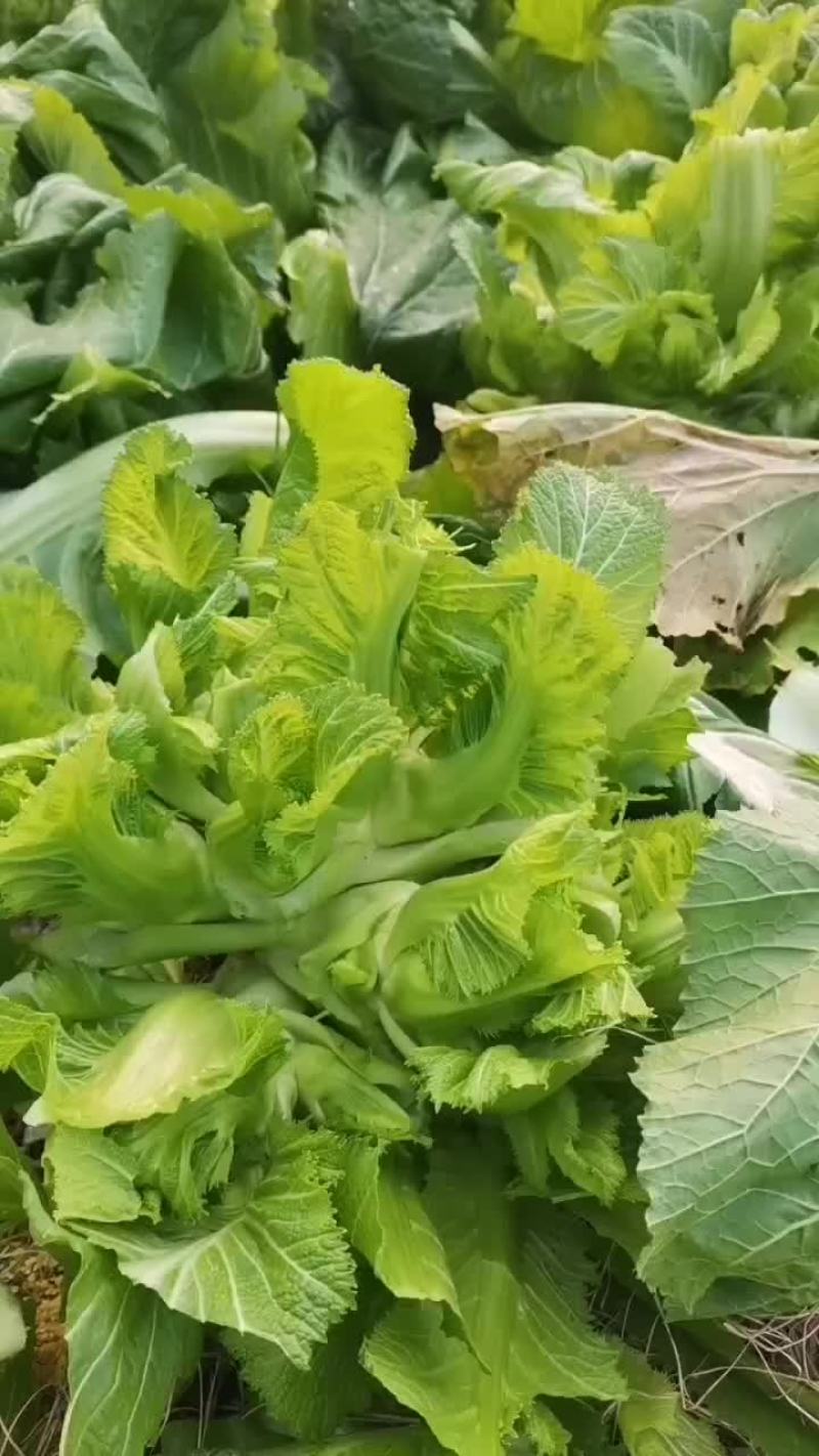 精品迟白菜