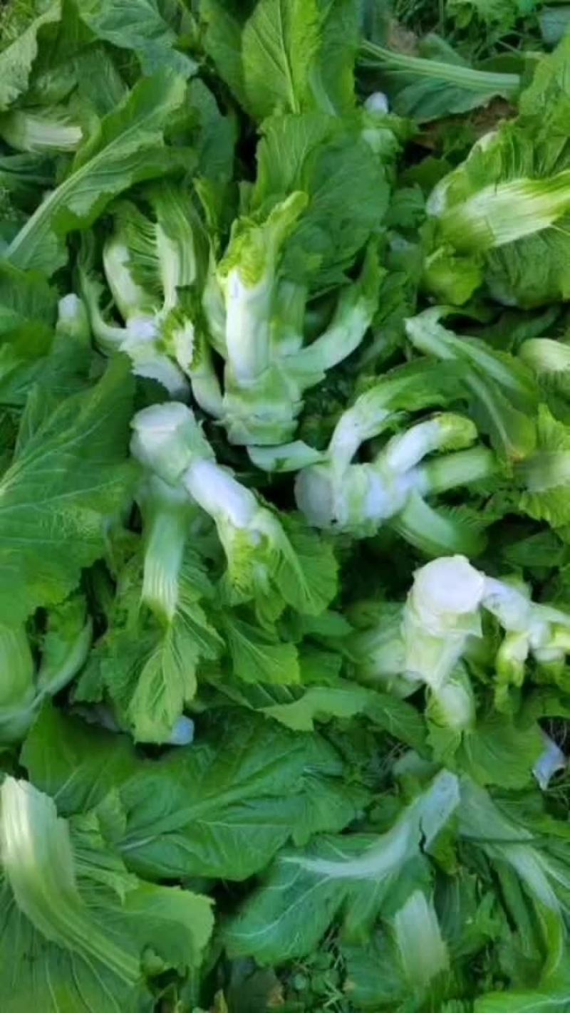 精品迟白菜