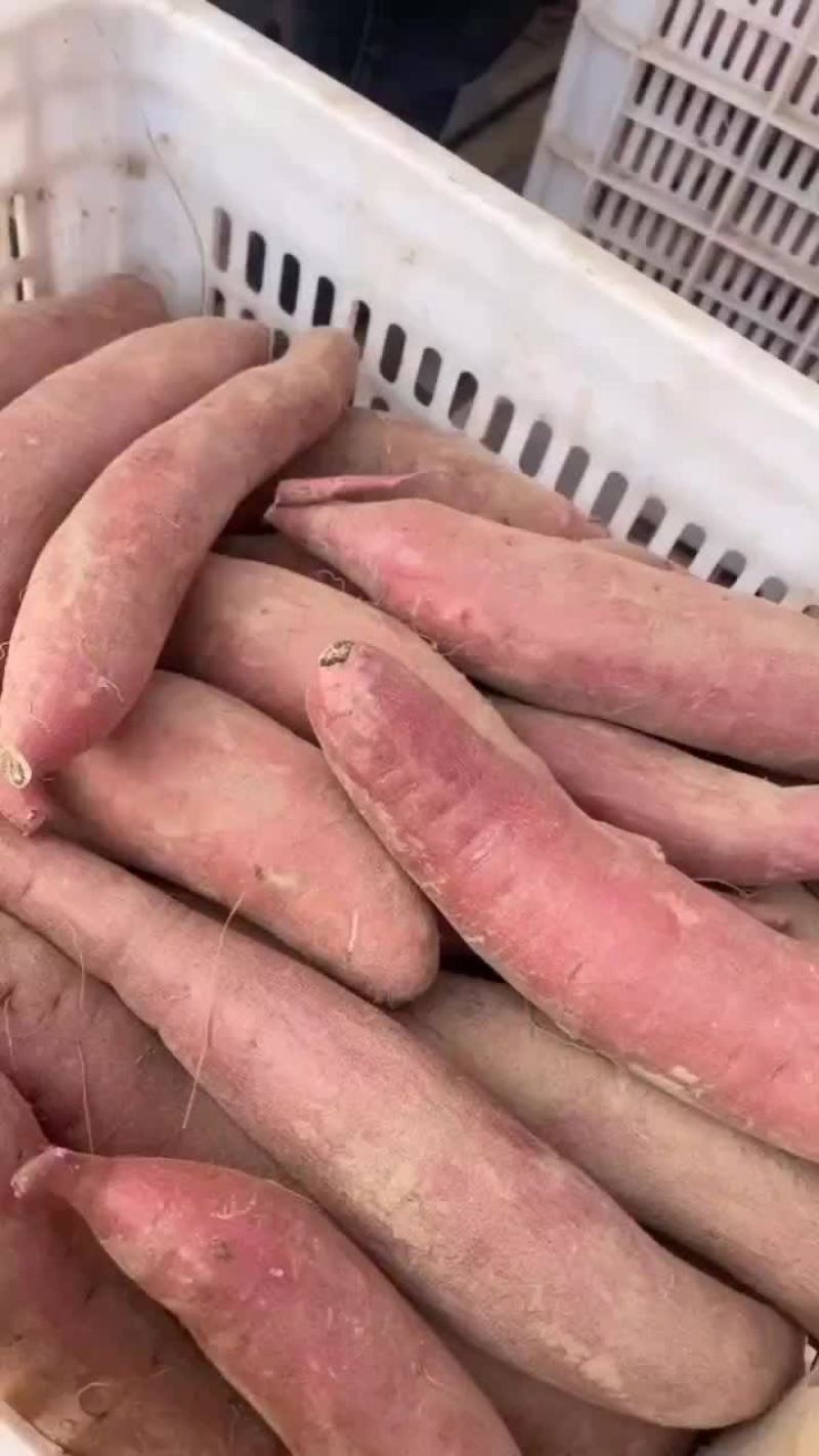 纯沙地西瓜红