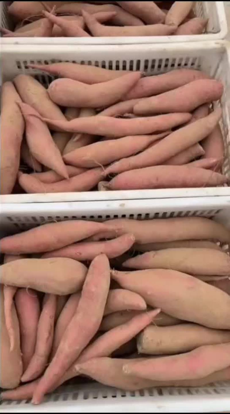 纯沙地西瓜红