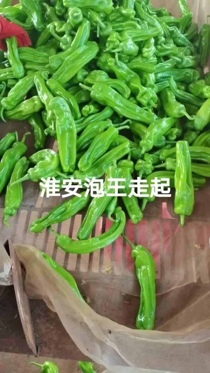 精品薄皮椒芜湖椒