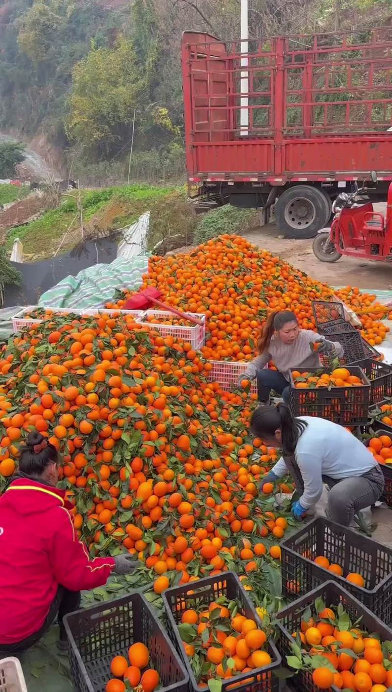 奉节脐橙代办：榨汁果：高次果：一树清：小果：电商果：等等