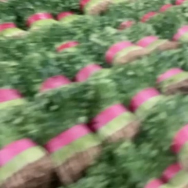 香菜