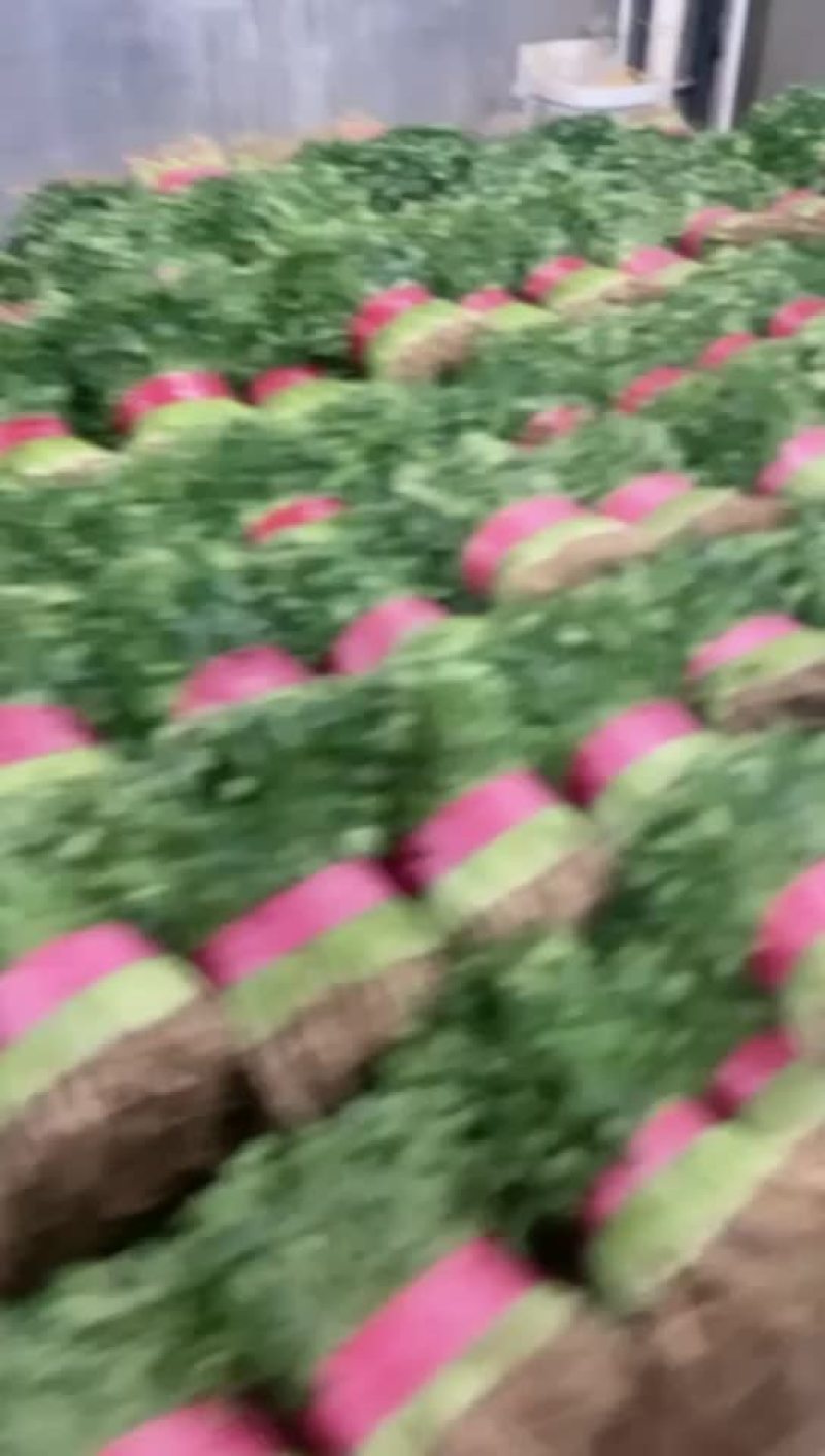 香菜