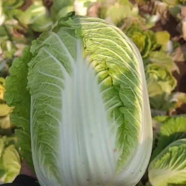 黄心白菜