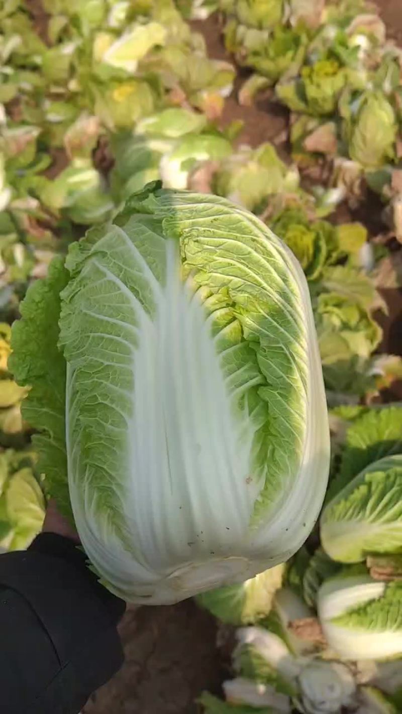 黄心白菜