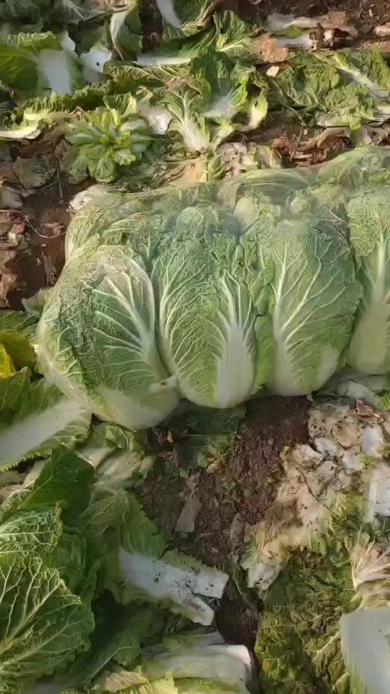 黄心白菜