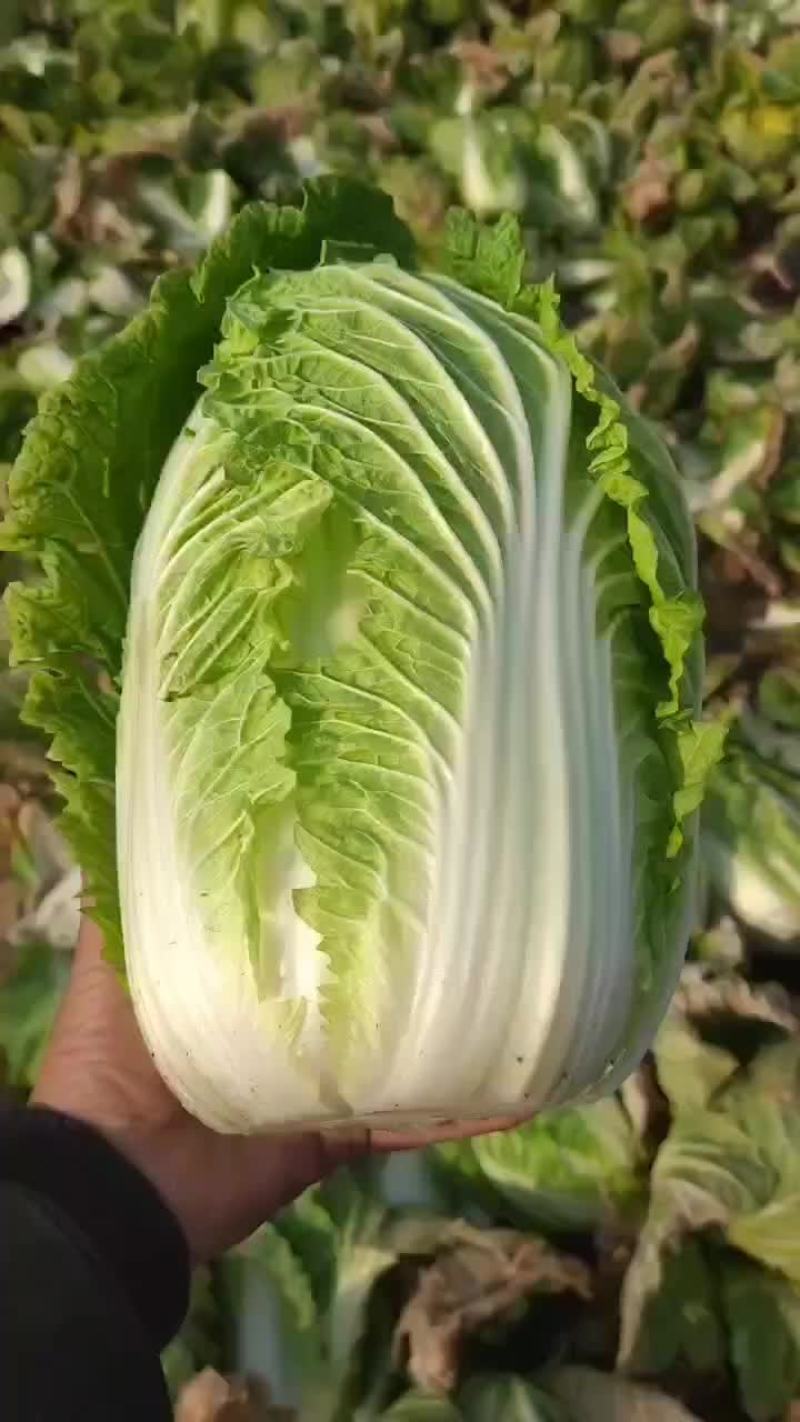 黄心白菜