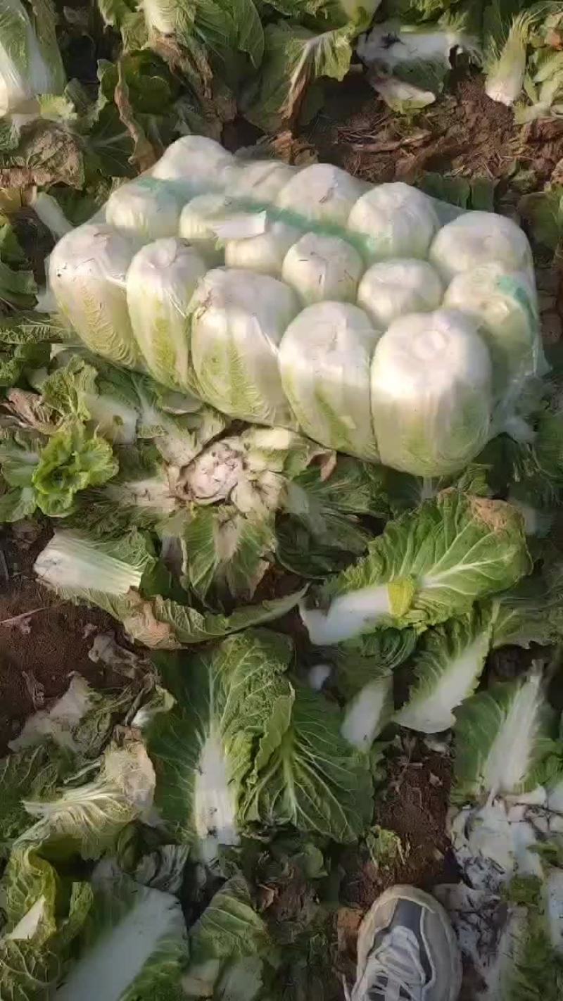 黄心白菜