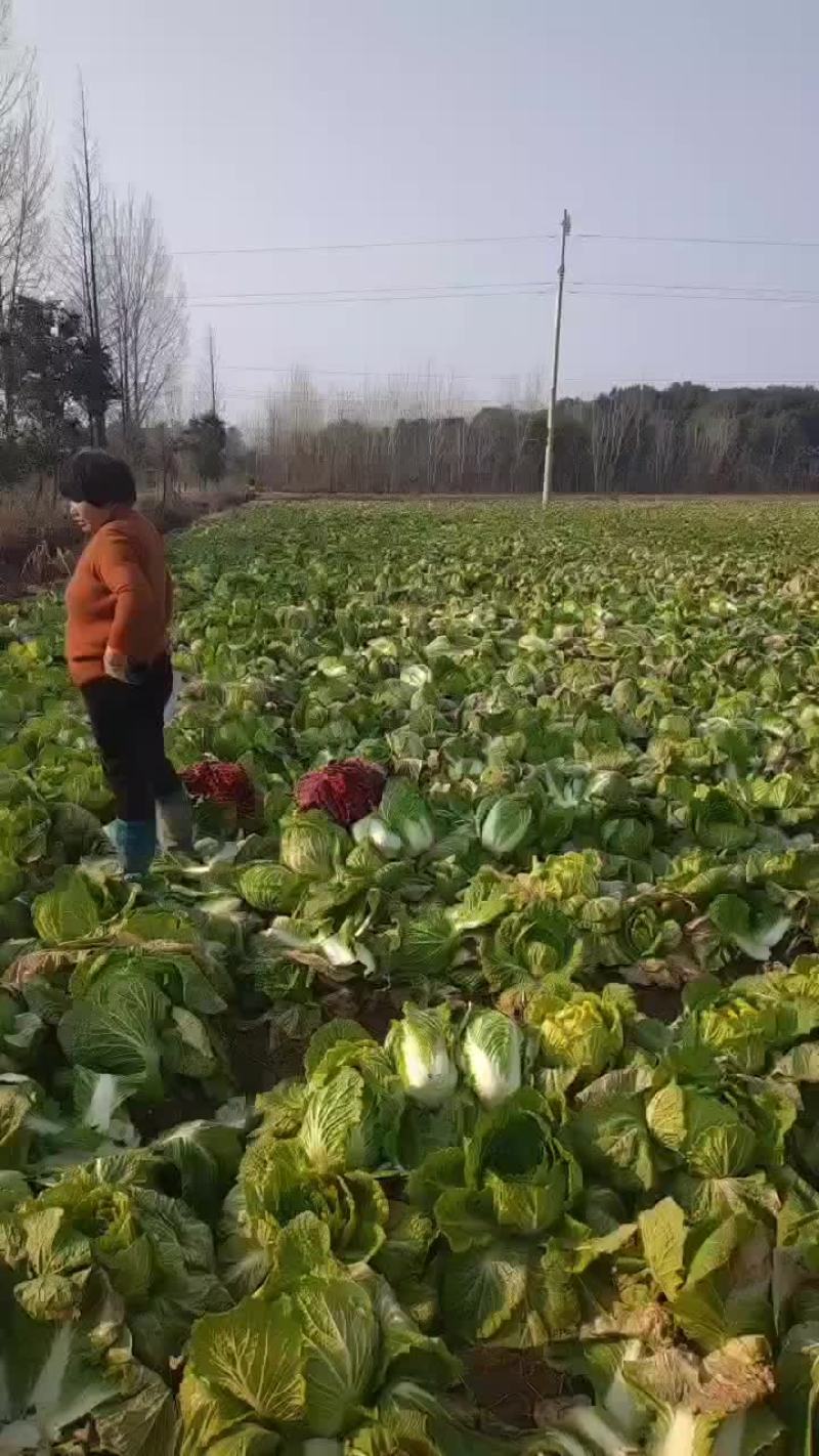 黄心白菜