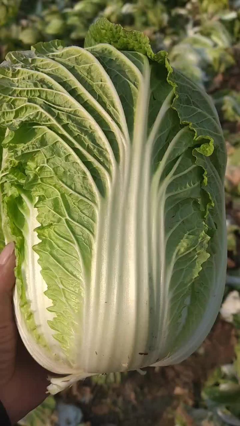 黄心白菜