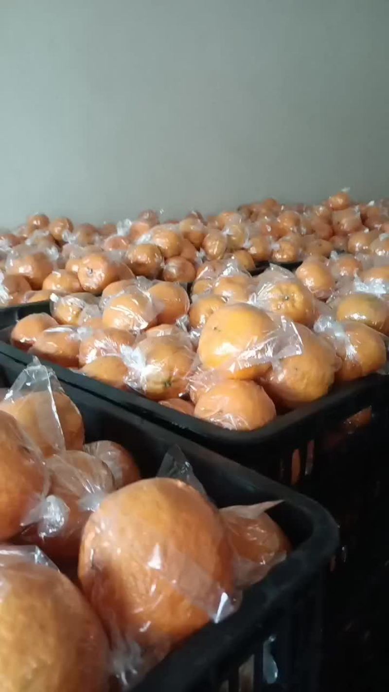 椪柑60起，需要的可以骚扰，代办