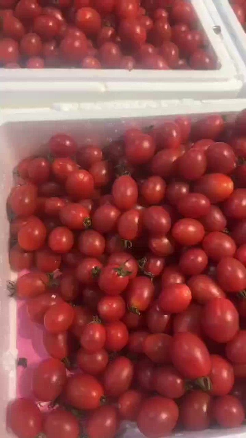 电白千禧，主打糖度口感货