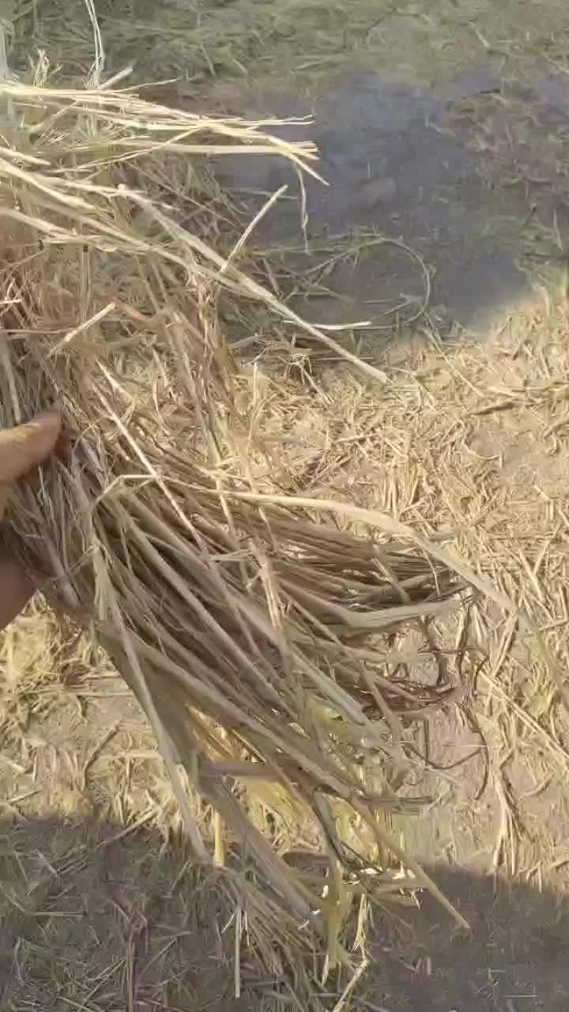大包稻草柔丝货好价格美丽