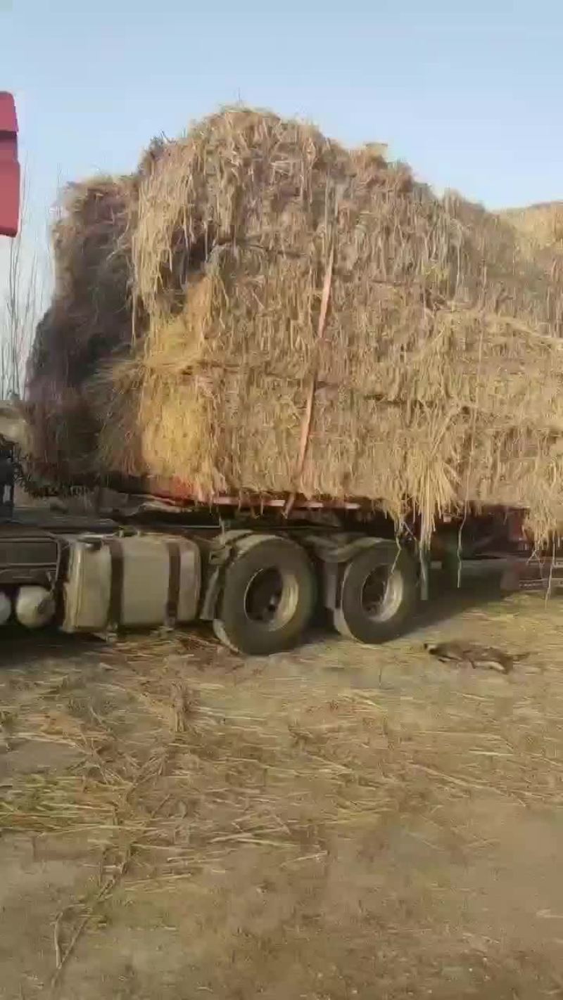 大包稻草柔丝货好价格美丽