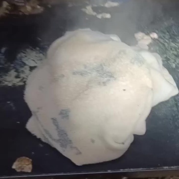 水褪纯干牛大肚