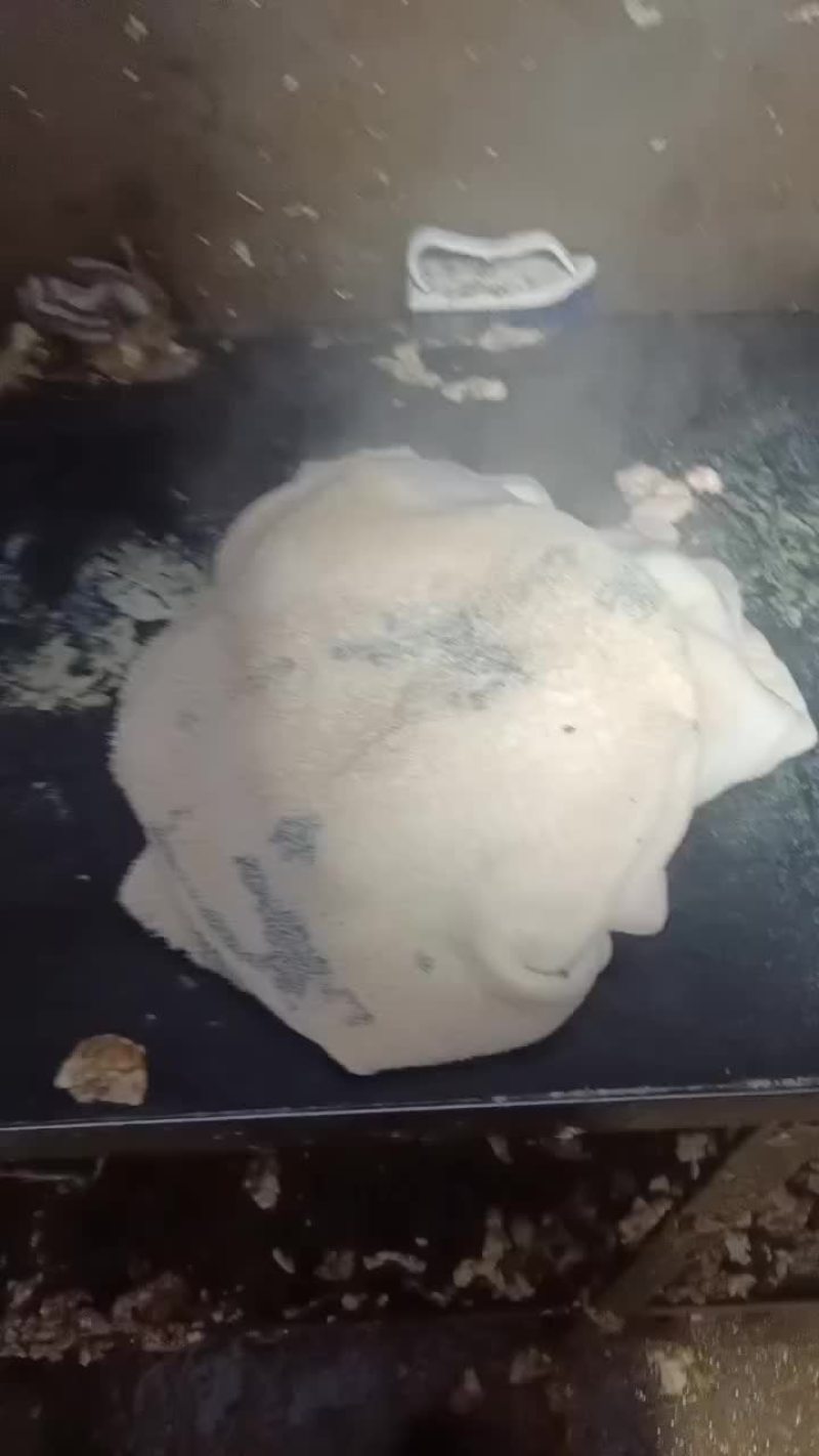 水褪纯干牛大肚