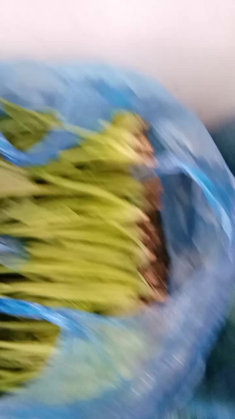 大叶菠菜