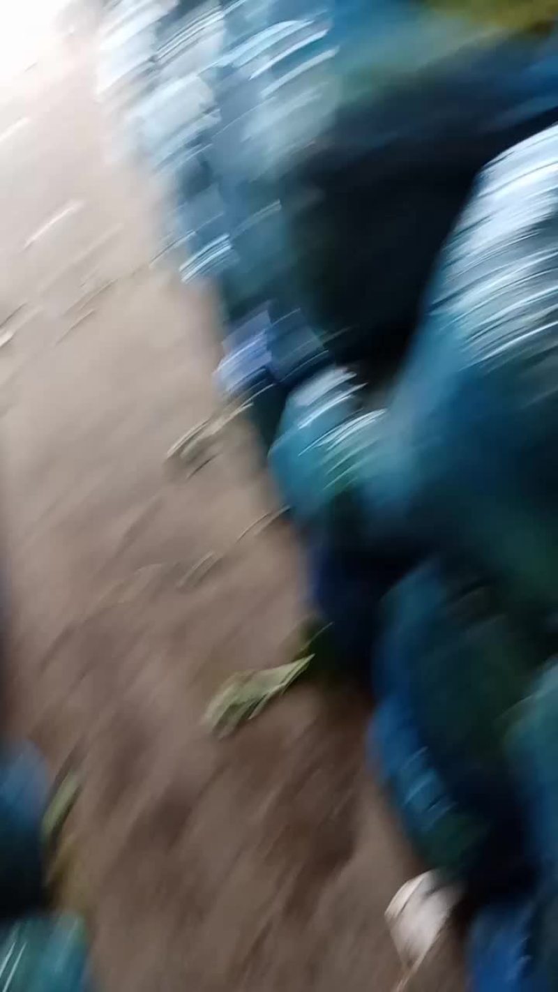 大叶菠菜