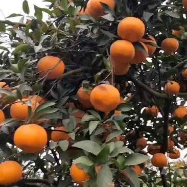椪柑个个都摘的了哈。