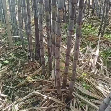 黑皮甘蔗上市中